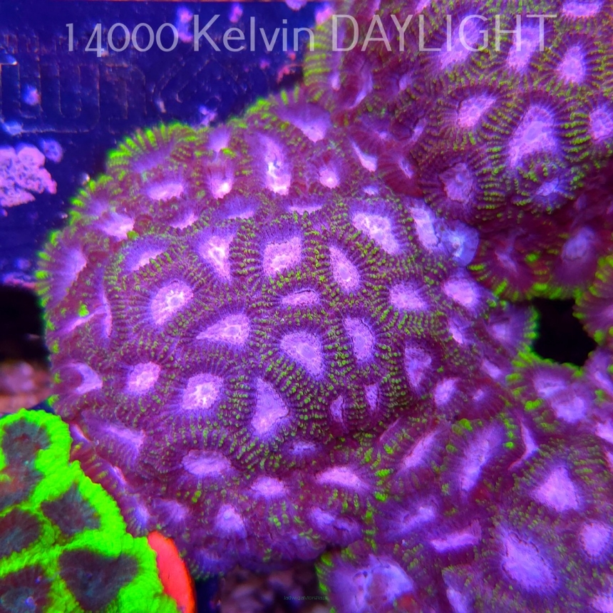 Favia WWC SPACE MONKEY (23.11.2025)  7cm