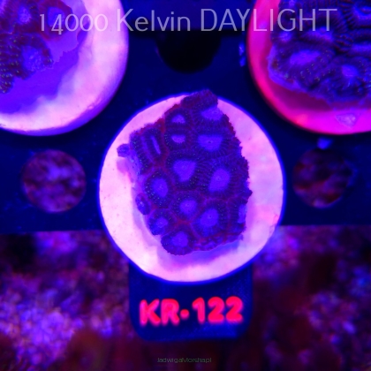 Favia WWC SPACE MONKEY (20.04.2026) KR-122  4cm