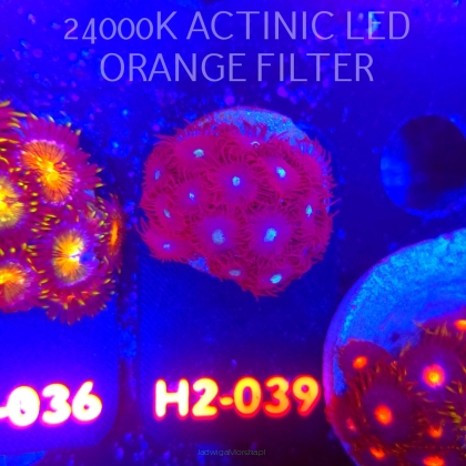 Zoanthus RED GALAXY (01.12.2025) 18P+  H2-039