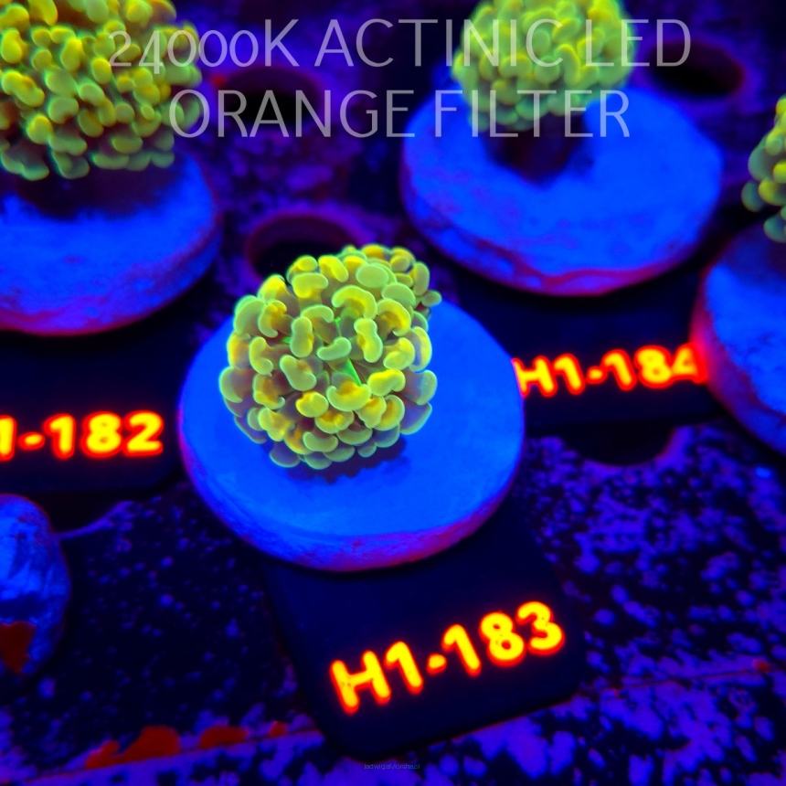 Euphyllia paraancora AUSSIE GREEN HOLOGRAM HAMMER (01.07.2026) H1-183