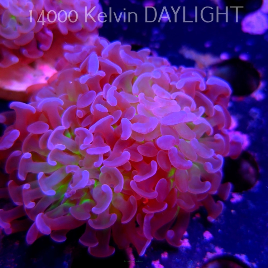 Euphyllia paraancora PINK GREEN HAMMER (01.04.2025)