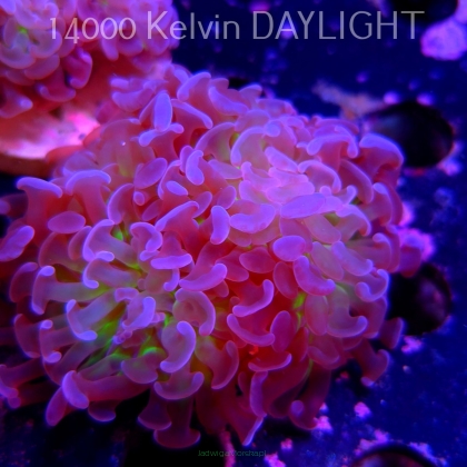 Euphyllia paraancora PINK GREEN HAMMER (01.04.2025)