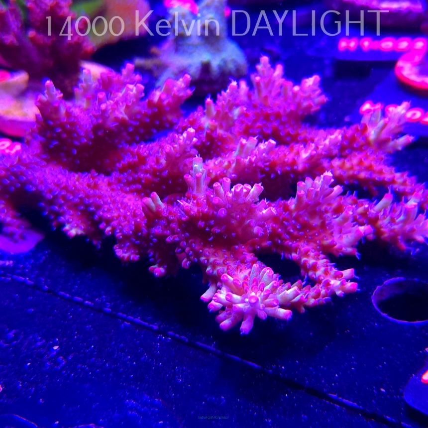 Acropora microclados STRAWBERRY SHORTCAKE (24.05.2026) 13cm