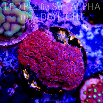 Cyphastrea JF BLOOD RED (14.06.2023) MM2-I-14  3cm