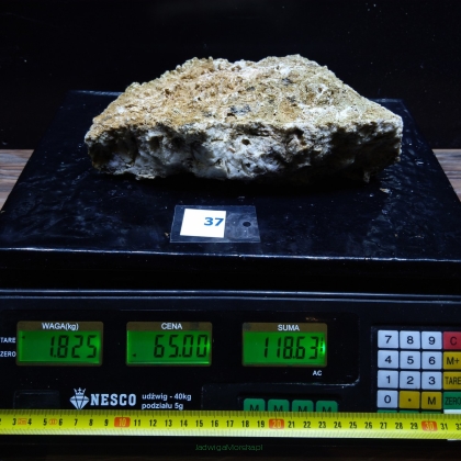 Żywa skała 1.825 kg (65 pln/kg) nr 37
