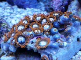 Odpowiednie światło dla Zoanthid