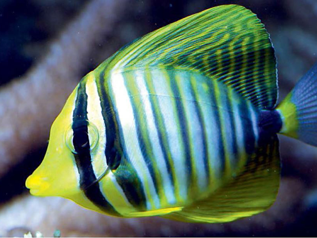 Pokolce (Zebrasoma) w akwarium morskim: gatunki i zbiornik