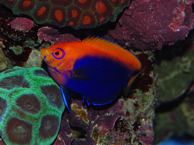 Centropyge w akwarium rafowym: czy pomakanty są reef safe?