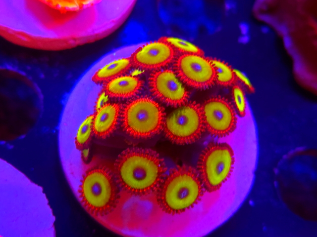 Koralowce wielopromienne Zoanthid
