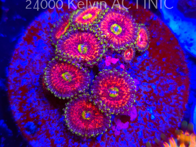 Podział koralowców Zoanthid