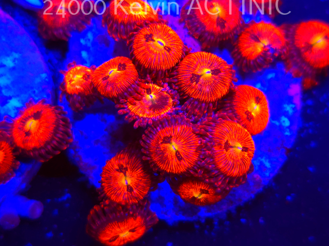 Odżywianie koralowców Zoanthid