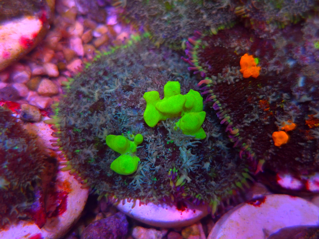 Grzybki do akwarium morskiego: Rhodactis, Discosoma i Ricordea